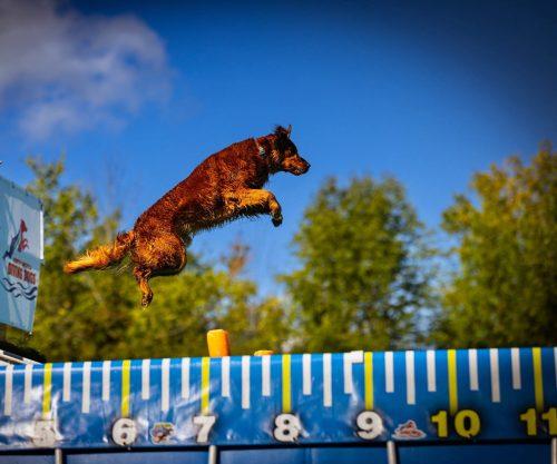 Boomer.golden retriever.dock diving 